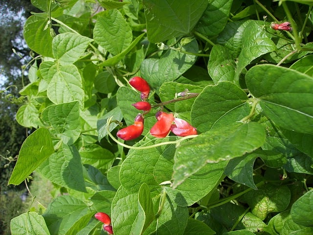Лианы