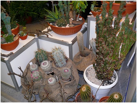 Выставка цветов в Киеве: Flowers & HorTech of Ukraine 2011