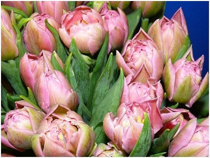 Выставка цветов в Киеве: Flowers & HorTech of Ukraine 2011
