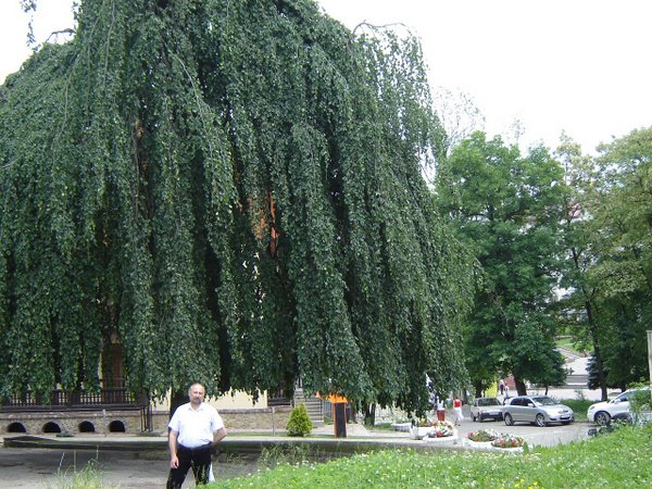 Декоративные формы лиственных деревьев и кустарников с плакучей формой кроны