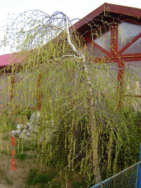 Декоративные формы лиственных деревьев и кустарников с плакучей формой кроны