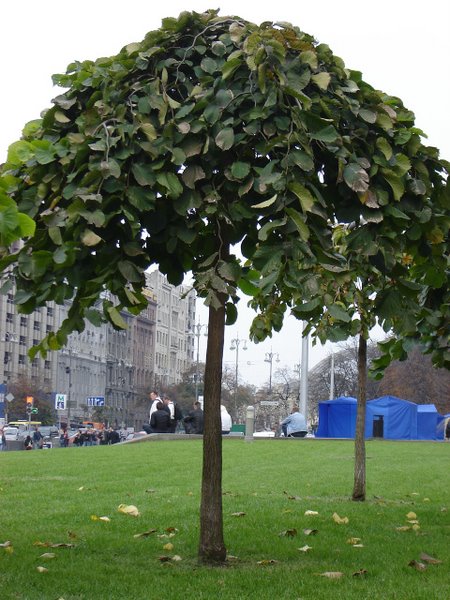 Декоративные формы лиственных деревьев и кустарников с плакучей формой кроны