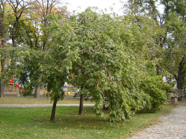 Декоративные формы лиственных деревьев и кустарников с плакучей формой кроны