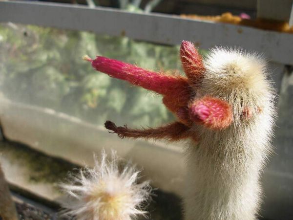 Cleistocactus strausii