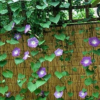 Плетень для дачи