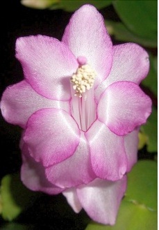 Зимний цветок шлюмбергера