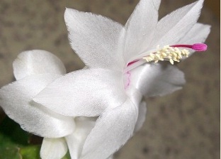 Зимний цветок шлюмбергера