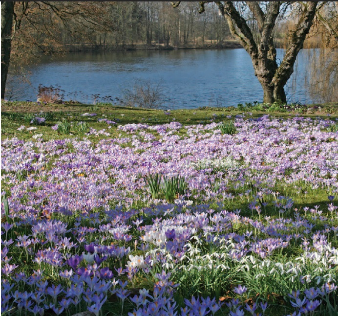 Самые красивые весенние сады луковичных