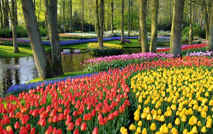 Самые красивые весенние сады луковичных