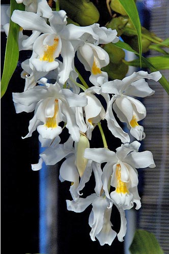 Целогина гребенчатая (Coelogyne cristata