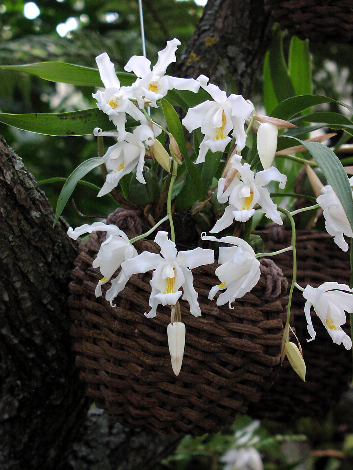 Целогина гребенчатая (Coelogyne cristata