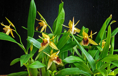 Целогина бахромчатая (Coelogyne fimbriata) 