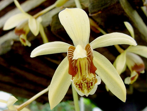 Целогина Массанжа (Coelogyne massangeana)