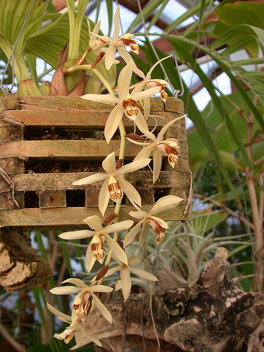 Целогина Массанжа (Coelogyne massangeana)