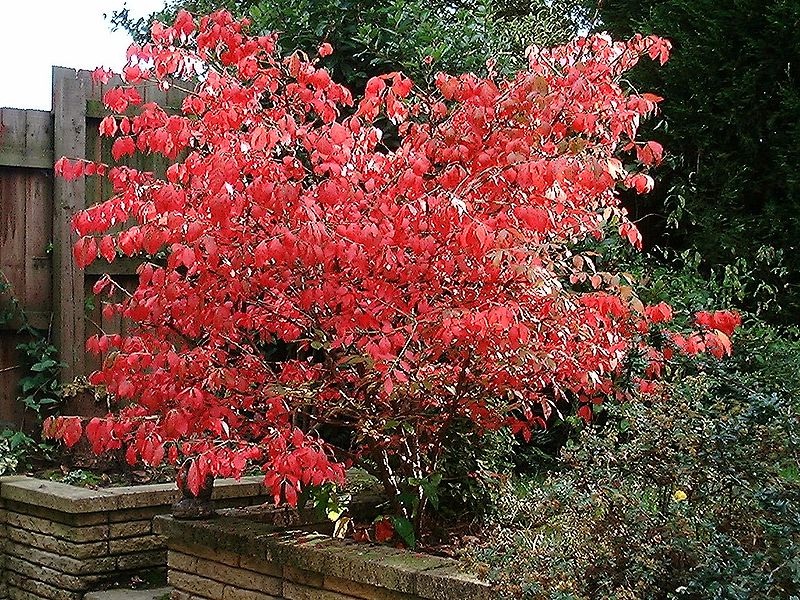 Бересклет крылатый / Euonymus alatus