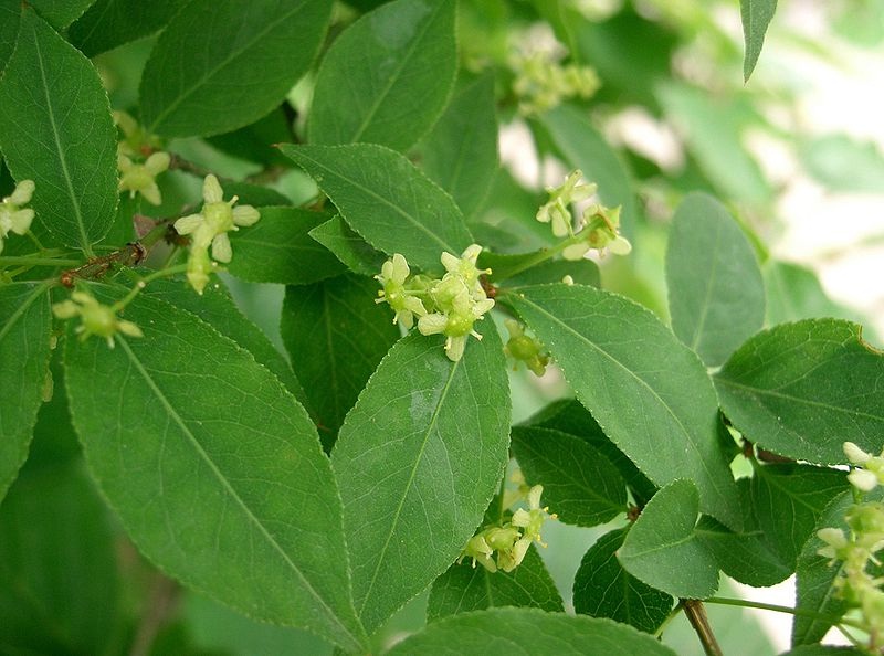 Бересклет крылатый / Euonymus alatus