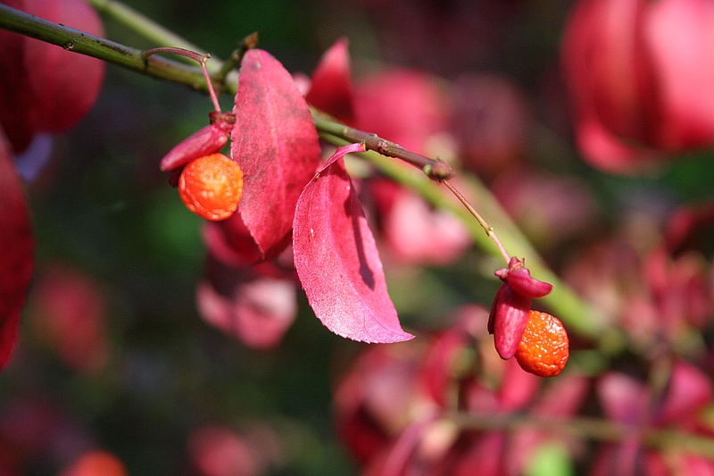 Бересклет крылатый / Euonymus alatus