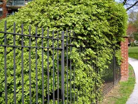 Бересклет крылатый / Euonymus alatus