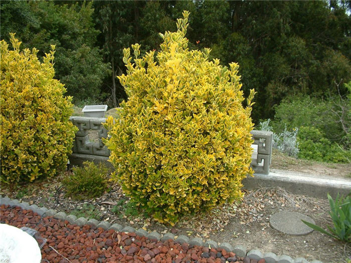 Бересклет японский (Euonymus japonica Thunb.) – Комнатные растения Буква «Б» - цветочный портал Ваш Сад!