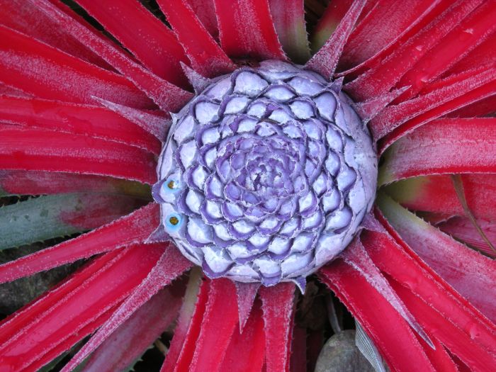 Фасикулярия  Fascicularia  