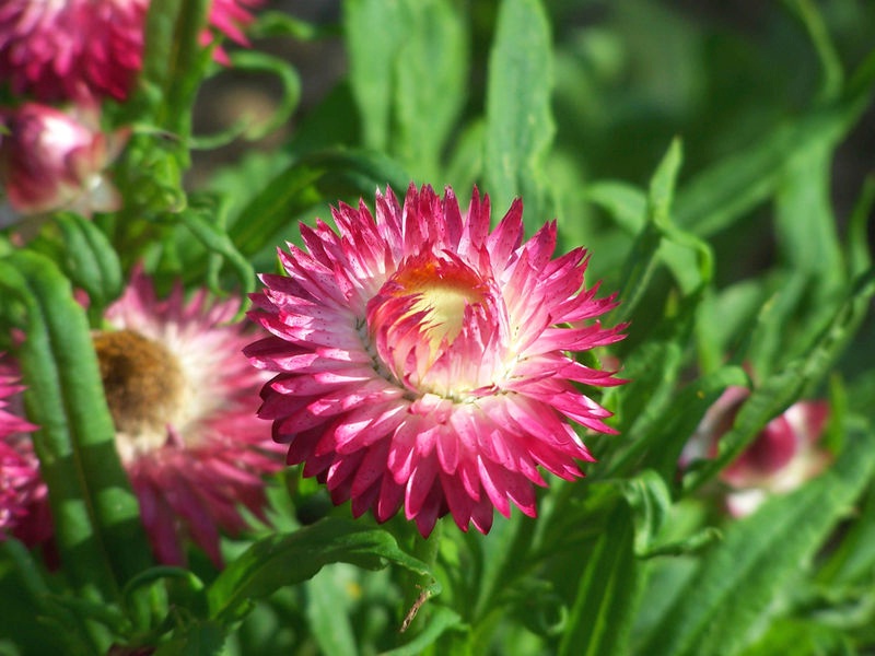 Helichrysum. bracteatum