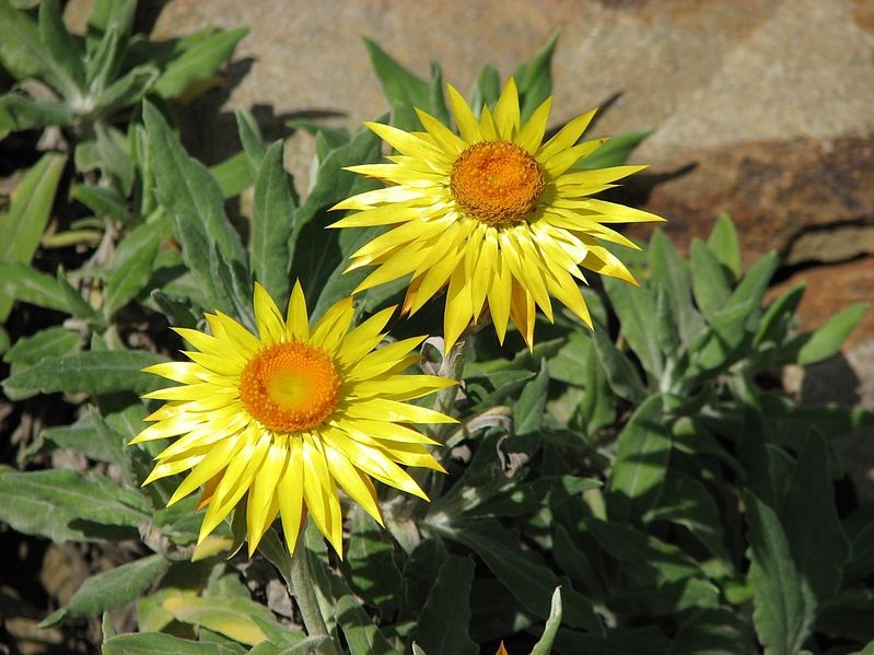 Helichrysum. bracteatum