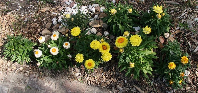 Helichrysum. bracteatum