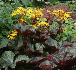 Ligularia dentata ‘Britt-Marie Crawford’ 