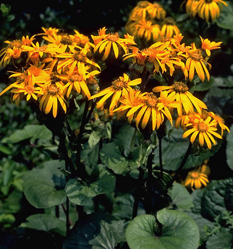 Ligularia dentata ‘Desdemona’ 