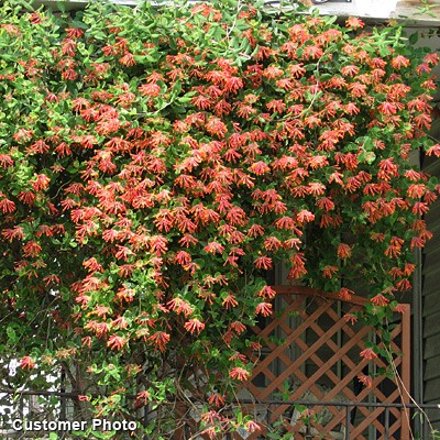Жимолость Брауна Dropmore Scarlet (Lonicera brownii Dropmore Scarlet) –Вьющиеся растения Буква «Ж» - цветочный портал Ваш Сад!