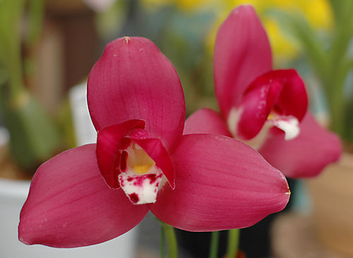 Ликаста  Lycaste 