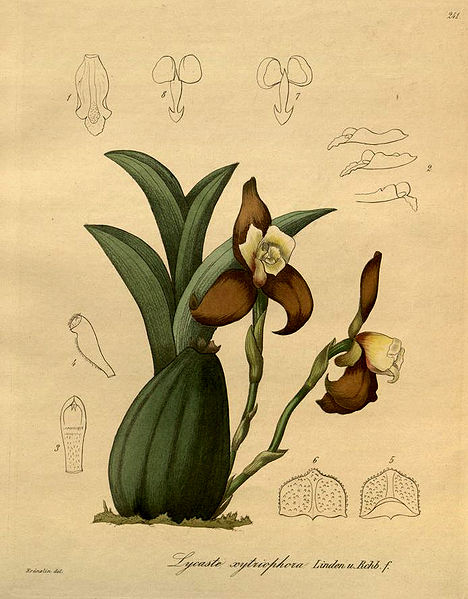 Ликаста  Lycaste 