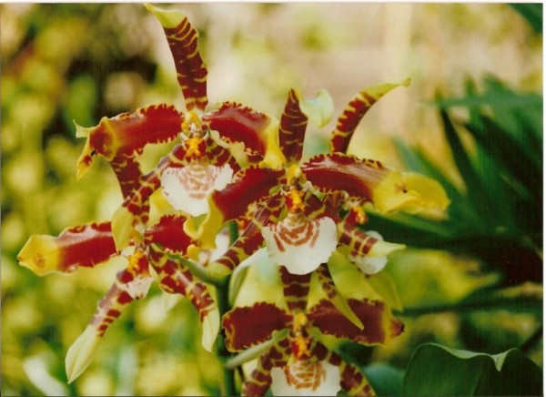 Одонтоглоссум большой, тигровая орхидея 