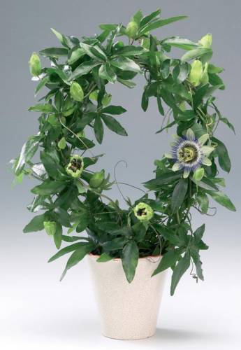 Passiflora 