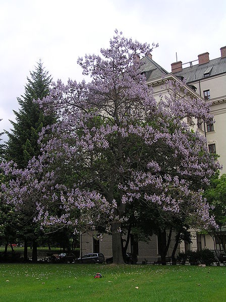 Павловния войлочная (Paulownia tomentosa)