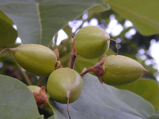 Павловния войлочная (Paulownia tomentosa)