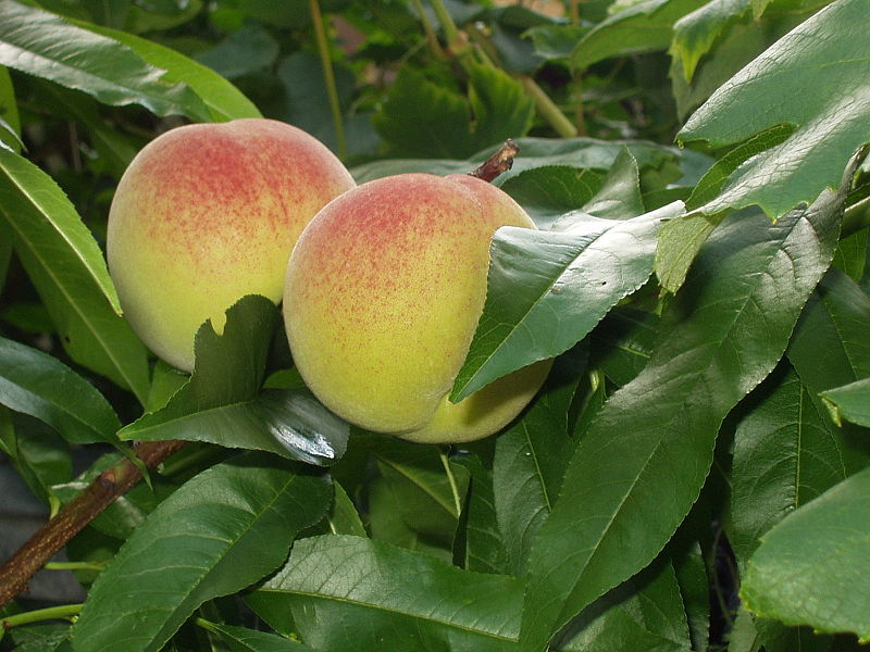 Персик (Prunus L.) - краткое описание вида на Ваш Сад