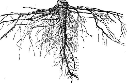 Сосна обыкновенная описание и фото корневая система обрезка для вертикального роста цветение размножение