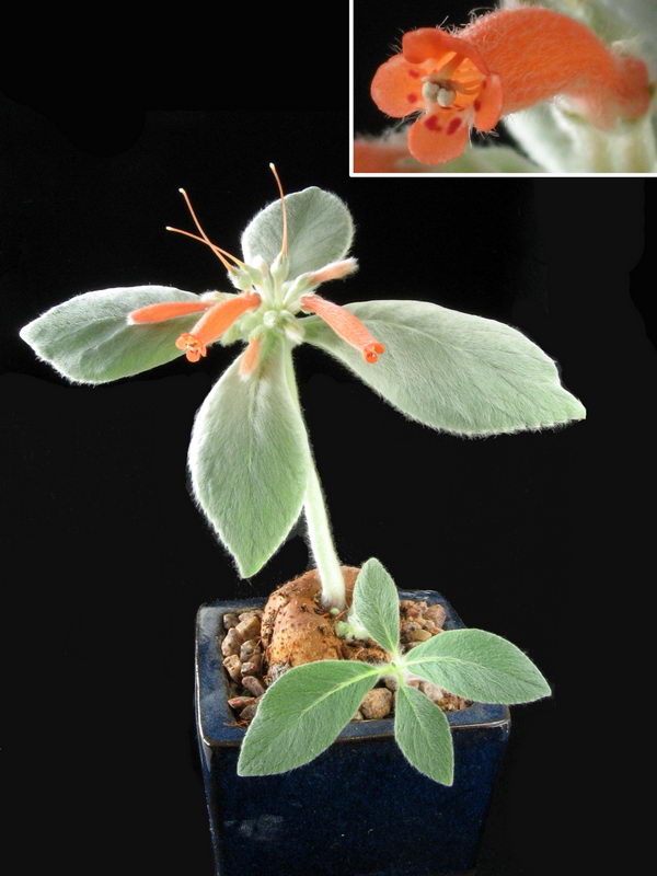 Рехстейнерия белоопушенная (Rechsteineria leucotricha Morton.)