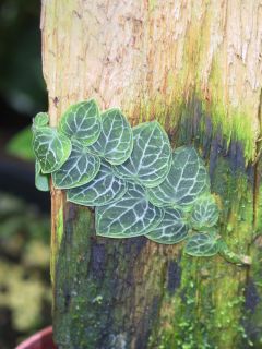 Рафидофора стебельчатая (Rhaphidophora celatocaulis = Pothos celatocaulis)