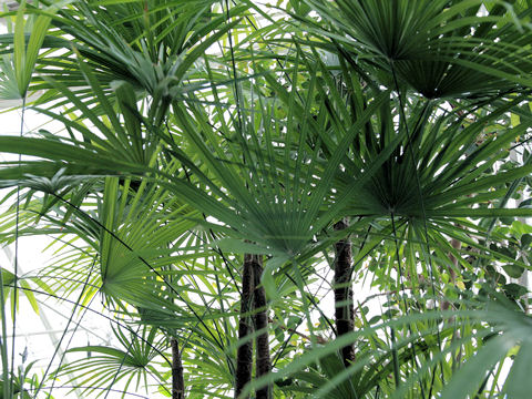 Рапис низкий  (Rhapis humilis Blume.)