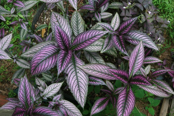 Стробилантес  Strobilanthes 