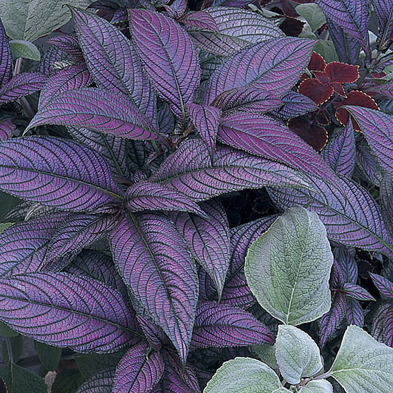 Стробилантес  Strobilanthes 