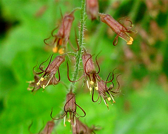 Толмия Мензиса (Tolmiea menziesii)