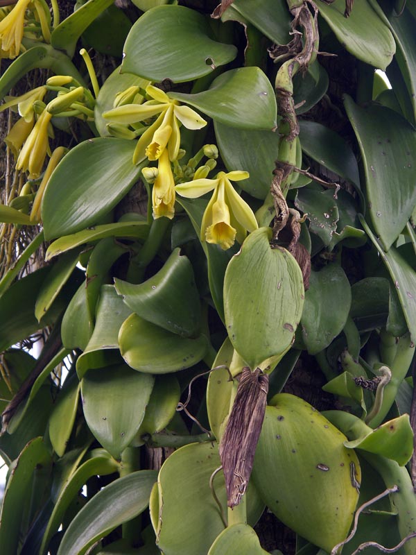 Vanilla planifolia 