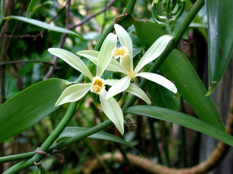 Vanilla planifolia 