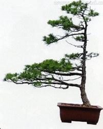 Бонсай