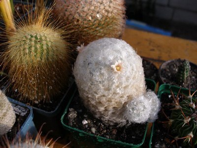 Mammillaria plumosa