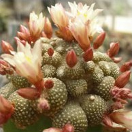 Специфические черты рода Blossfeldia из семейства Cactaceae