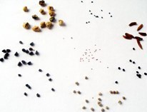 Семена суккулентных растений